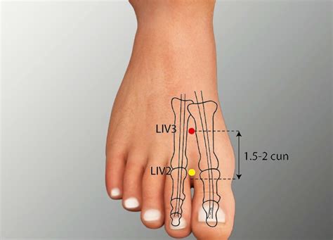 liver 3 acupuncture point location.